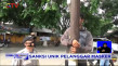 Pelanggar Masker di...