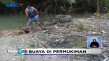 Kemunculan Buaya Muara...