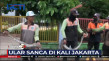 Petugas Tangkap Ular...