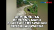 Kemunculan Beruang Madu...