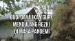 Budi Daya Ikan Gupy...