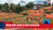 Bunga Amarilis Mekar...