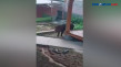 Habitatnya Terganggu,...