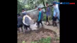 Unggahan Video Ibu Hamil...