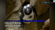 Pinguin Pinguin Kesepian...