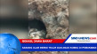 Temuan Sarang Ular Kobra...