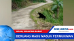 Beruang Madu Masuk ke...