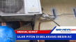 Warga Evakuasi Ular...