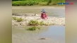 Bikin Heboh, Buaya Berkalung...