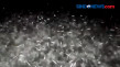 Fenomena Ribuan Ikan...