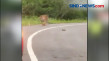Seekor Harimau Sumatera...