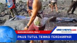 Paus Tutul Tewas Terdampar...