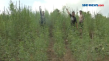 20 Ribu Tanaman Ganja...