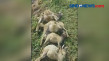 48 Ekor Kambing di Tiga...