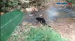 Seekor Macan Kumbang...