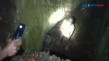 Video Viral Maling Ayam...