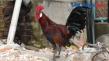 Keunikan Ayam Brugo...
