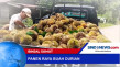 Panen Raya Buah Durian...