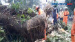 Pohon Tumbang di Kebayoran...