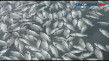 Puluhan Ton Ikan Mati...