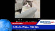 Kasus Jagal Kucing di...
