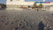 Kisah Burung Dara di...