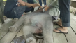 Bayi Gajah Terperangkap...