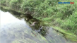 Bangkai Biawak 2 Meter...