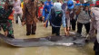 49 Ikan Paus Terdampar...