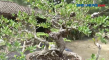 Bisnis Bonsai Santigi...