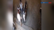 Terekam CCTV Pelaku...