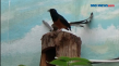 Ternak Burung Murai...