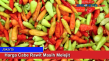 Harga Cabe Rawit Masih...