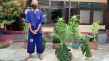 Pelaku Pencuri Tanaman...