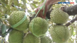 Menikmati Durian Bidadari...