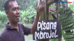 Pohon Pisang Unik Mbrojol...