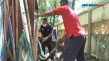 Penangkapan Ular Piton...