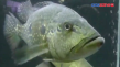 Ikan Predator Cantik...