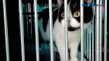 Jasa Penitipan Kucing...