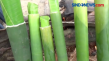 Tradisi Masak Lemang...