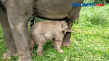 Anak Gajah dan Elang...