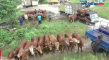 Persiapan Kurban, 1.500...