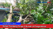 Pohon Tumbang Timpa...