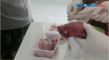 Korban Penipuan Daging...