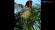 Dramatis, Evakuasi Orangutan...