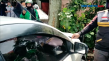 Mobil Tabrak Pohon di...