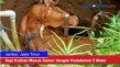 Sapi Kurban Masuk Sumur...