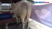 Sapi Seberat 1,4 Ton...