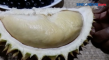 Sensasi Menyantap Durian...