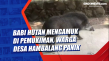 Babi Hutan Mengamuk...